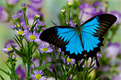 Australischer Blauer Schwalbenschwanz, Papilio ulysses, ruht auf einer Blauen Aster