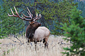 Rocky Mountain Bull Elk