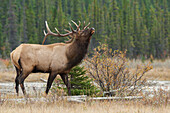 Elchbulle in den Rocky Mountains