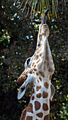The 18-inch long tongue helps a giraffe reach vegetation to eat.