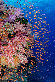 Fidschi. Rifflandschaft mit Korallen und Anthias.