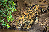 Südamerika, Brasilien, Pantanal. Wilder Jaguar beim Trinken.
