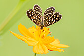 Brazil, Pantanal. Butterfly on flower.