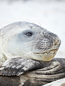 Southern elephant seal (Mirounga leonina), male, after harem and breeding season on the Falkland Islands.