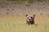 USA, Alaska, Lake Clark National Park. Nahaufnahme des Kopfes eines Grizzlybärenjungen im Gras.