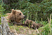 USA, Alaska, Clarksee-Nationalpark. Grizzlybärensau liegt mit Jungen im Bett.