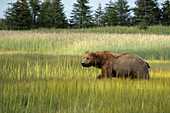 USA, Alaska, Clarksee-Nationalpark. Männlicher Grizzlybär auf einer Wiese.
