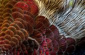 USA, Arizona. Close-up of hummingbird feather pattern.
