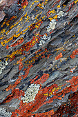 Farbenfrohe rote und gelbe Flechten auf Felsen, östliche Sierra Range, Kalifornien