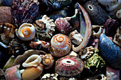 USA, California, La Jolla. Seashells on beach.