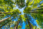 Grüner hoch aufragender Baum, Redwoods National Park, Newton B Drury Drive, Crescent City, Kalifornien. Die höchsten Bäume der Welt, tausende von Jahren alt.