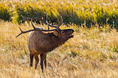 USA, Colorado, Rocky Mountain National Park. Male elk bugling.