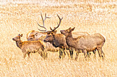 USA, Colorado, Rocky Mountain National Park. North American elk male and females in mating season.
