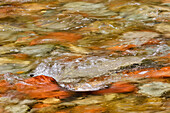 Castle Creek, Aspen Township, Colorado, mit plätschernden Wellen über bunten Felsen.