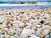 Muschelreichtum an den Stränden von Sanibel Island, Florida, USA