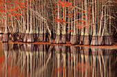 USA; North America; Georgia; Twin City; Cypress trees and reflections in the fall.