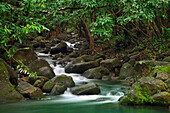 USA, Hawaii, Kauai. Creek in a rainforest.