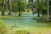 USA, Louisiana, Atchafalaya-Becken, Lake Martin. Blaureiher im Sumpf des Sees.