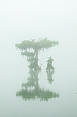 USA, Louisiana, Lake Martin. Fog and cypress trees reflect in lake.