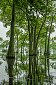 USA, Louisiana, Miller's Lake. Tupelo-Bäume spiegeln sich im See.
