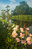 USA, Louisiana, Lake Martin. Evening primrose flowers and bayou.