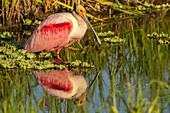USA, Louisiana, Jefferson Island. Roseate spoonbill reflecting in water.