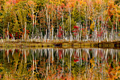Birken und Herbstfarben spiegeln sich im Red Jack Lake, Hiawatha National Forest, Obere Halbinsel von Michigan.