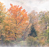 USA, New Hampshire, White Mountains, Nebelschwaden um Ahornbäume am Coffin Pond