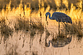 USA, New Mexico, Bosque del Apache National Wildlife Refuge. Sandhill crane in water at sunset.
