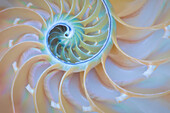 USA, Oregon. Close-up detail of nautilus shell.
