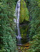 USA, Oregon, Willamette National Forest, Three Sisters Wilderness, Lower Proxy Falls is bordered by a coniferous forest of Douglas fir and western red cedar.