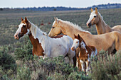 Wildpferde; Mustangs