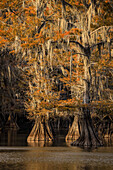 Bald Cypress tree draped in Spanish moss with fall colors at sunset. Caddo Lake State Park, Uncertain, Texas