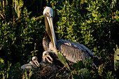 Brown Pelicans (Pelecanus occidentalis) nesting