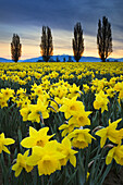 Felder mit gelben Narzissen Ende März, Skagit Valley, Washington State