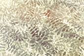 USA, Bundesstaat Washington, San-Juan-Inseln. Stilisiertes Muster aus Wickenblättern.