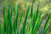 USA, Washington, Bainbridge Island. Rohrkolben auf einem Teich im Frühling.