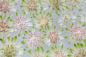 USA, Washington State, Seabeck. Montage of astrantia blossoms.