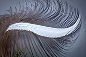 USA, Washington State, Seabeck. Great blue heron feather close-up.
