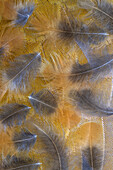 USA, Washington State, Seabeck. Pattern of downy feathers.