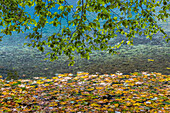 USA, Bundesstaat Washington, Olympic National Park. Erlenzweige überragen das mit Blättern bedeckte Ufer des Lake Crescent.