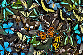 Butterflies grouped together to make pattern, Sammamish, Washington State