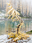 Bundesstaat Washington, Alpine Lakes Wilderness. Enchantment Lakes, Lärchen und Schnee