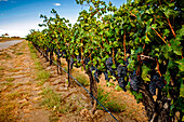 USA, Washington State, Red Mountain. Cabernet Sauvignon in Yakima Valley vineyard.