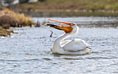 USA, Wyoming, Lincoln County, an American White Pelican catches a large trout in the Green River.