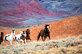 Nordamerika; USA; Wyoming; Shell; Big Horn Mountains; Pferde im vollen Galopp