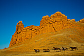 Nordamerika; USA; Wyoming; Shell; Pferde im Laufschritt entlang der Red-Rock-Hügel der Big Horn Mountains
