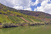 Vineyards on the Moselle between Cochem and Beilstein