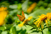 Colorful fritillary by the wayside, Bavaria, Germany
