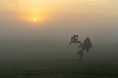 Picturesque foggy morning near Sindelsdorf, Bavaria, Germany